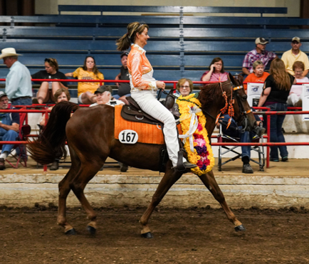 Missouri Fox Trotter, Traveling Ciara