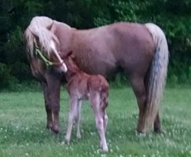 Cerra Sunrise with foal, Traveling Ciara