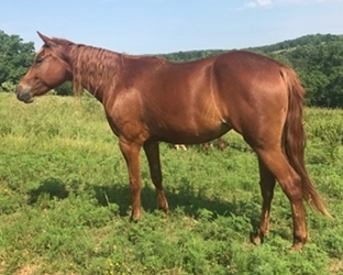 Jane Doe, Missouri Fox Trotting Horse