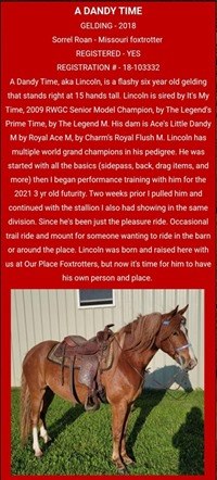 Lincoln, foxtrotting horse for sale