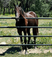 Your Majesty, missouri foxtrotter