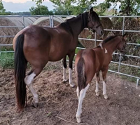 Mouse, our pony horse