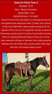 Raven, foxtrotting horse for sale