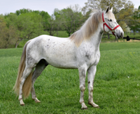 Willie, missouri foxtrotter for sale