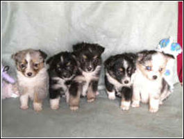 Toy Australian Shepherds