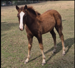 Southgait's Firefly