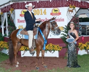 Lady Antebellum, Shown by: Kent Hyde - 2014 Amateur 3 Yr Old World Champion